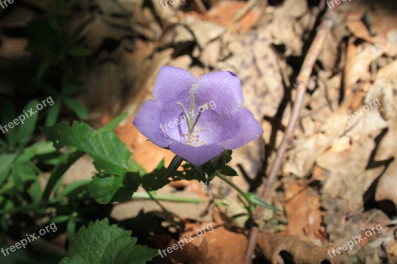 Bell Bellflower Campanula Flowers Persicifolia