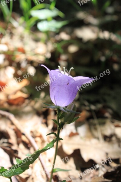 Bell Bellflower Campanula Flowers Persicifolia