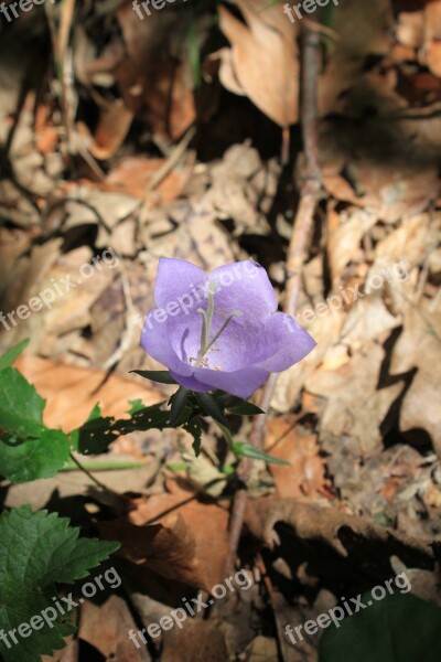 Bell Bellflower Campanula Flowers Persicifolia