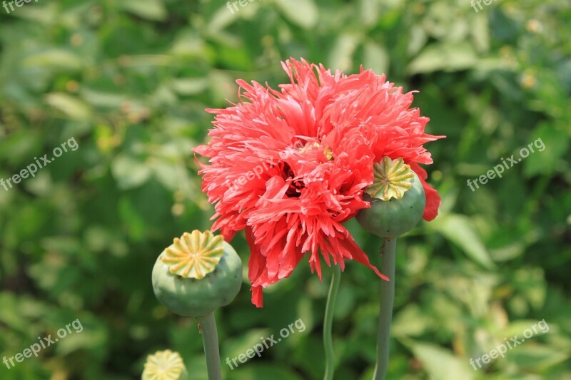 Capsules Flowers Herbs Opium Papaver