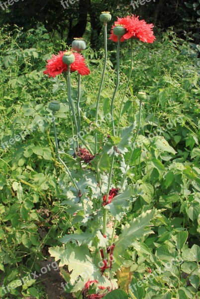 Capsules Flowers Herbs Opium Papaver