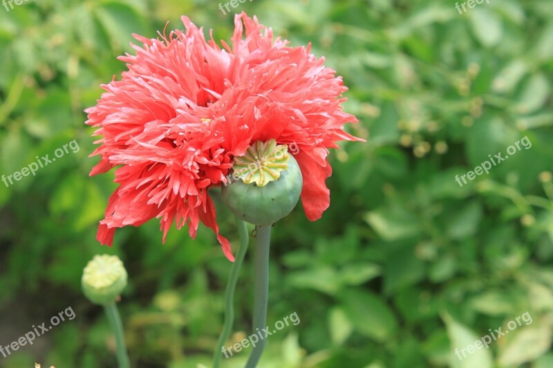 Capsules Flowers Herbs Opium Papaver