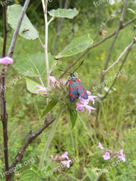 Black Burnet Butterfly Dark Filipendulae