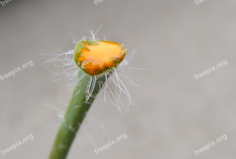 Celandine Chelidonium Greater Herbs Juice