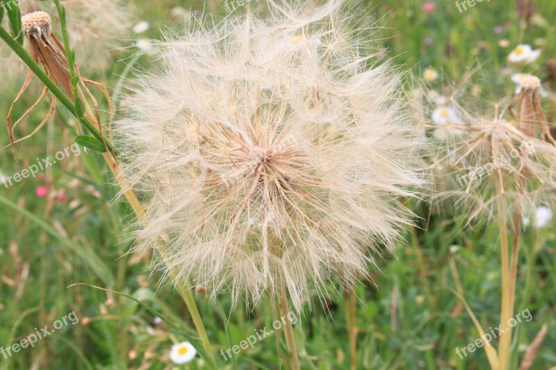 Beard Dandelion Giant Goat Pratensis