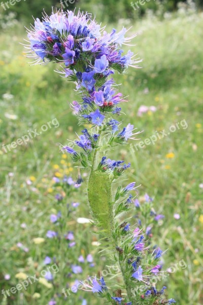 Blue Blueweed Bugloss Echium Flowers