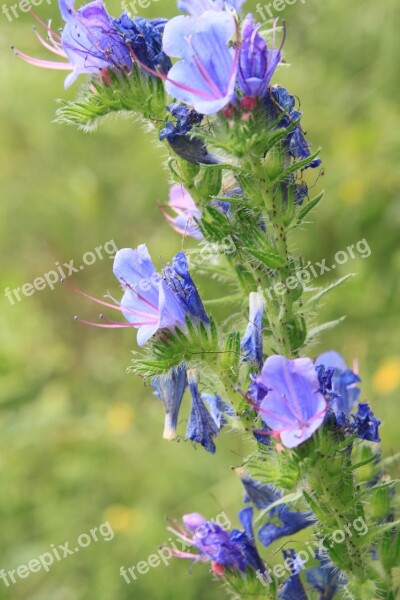 Blue Blueweed Bugloss Echium Flowers