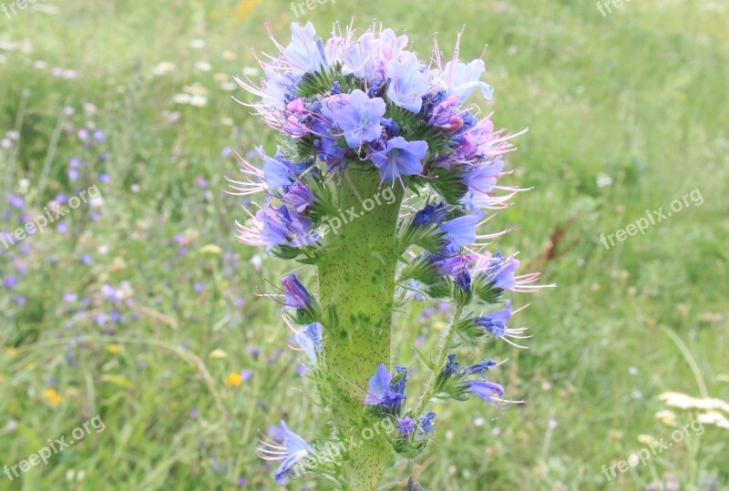 Blue Blueweed Bugloss Echium Flowers