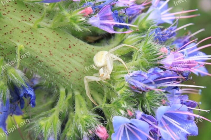 Blue Close-up Crab Flowers Misumena