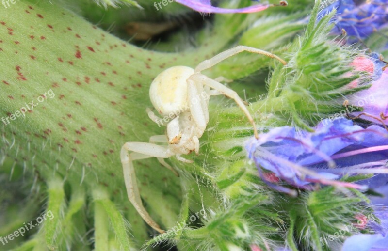 Blue Close-up Crab Flowers Misumena