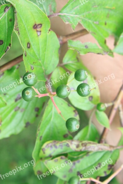 Cornus Dogwood Green Raw Sanguinea