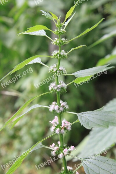 Cardiaca Flowers Herbs Lamiaceae Leonurus