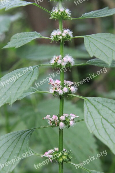 Cardiaca Flowers Herbs Lamiaceae Leonurus