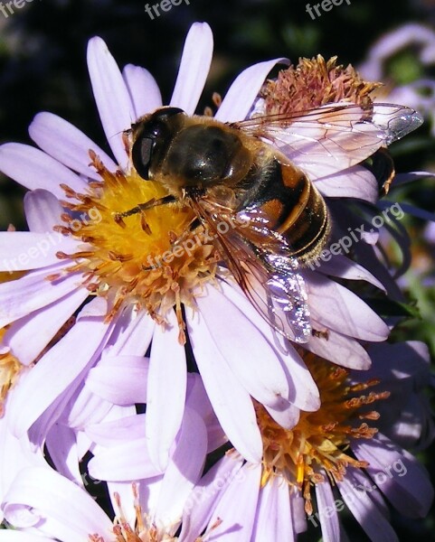 Bee Flower Honey Pollen Pollinating