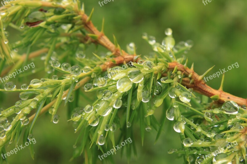 Bush Coniferous Drops Green Juniper