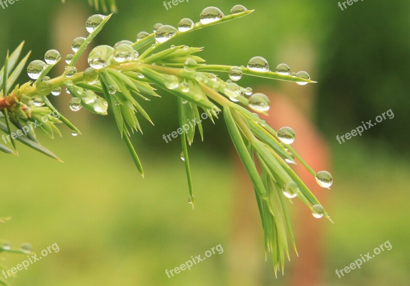 Bush Coniferous Drops Green Juniper