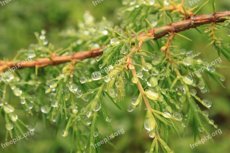 Bush Coniferous Drops Green Juniper