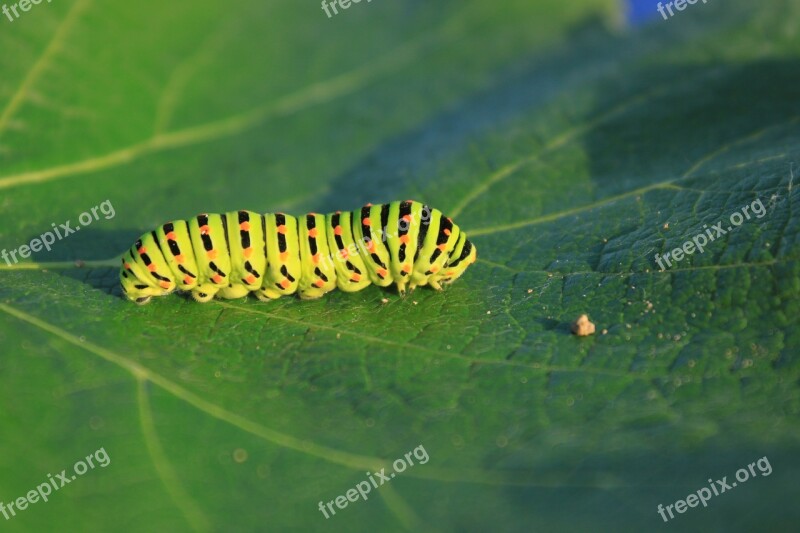 Caterpillar Green Leaf Lepidoptera Papilionidae