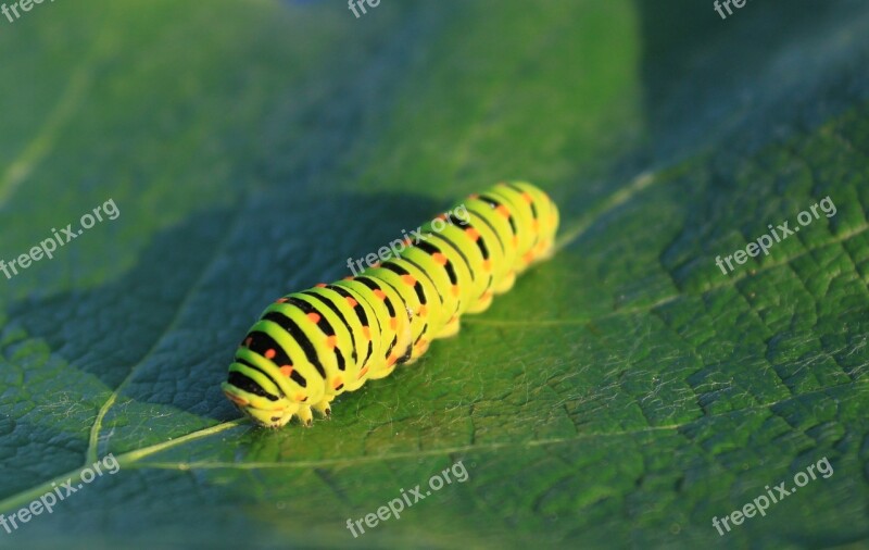 Caterpillar Green Leaf Lepidoptera Papilionidae