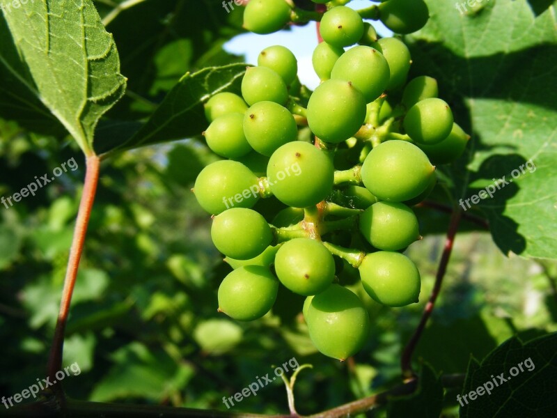 Nature Fruits Vegetables Grapes Green