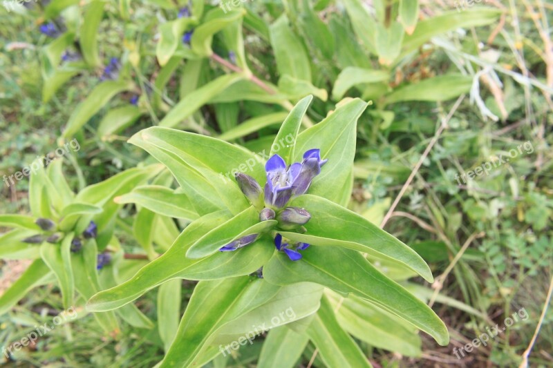 Cross Cruciata Flowers Gentian Gentiana