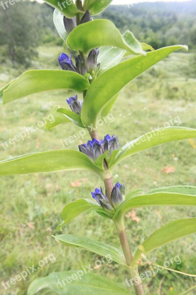 Cross Cruciata Flowers Gentian Gentiana