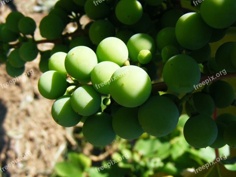 Nature Fruits Vegetables Grapes Green