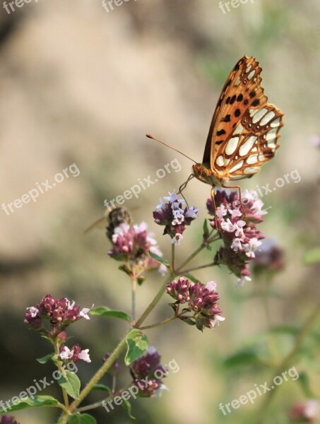 Butterfly Fritillary Gorj Issoria Lathonia