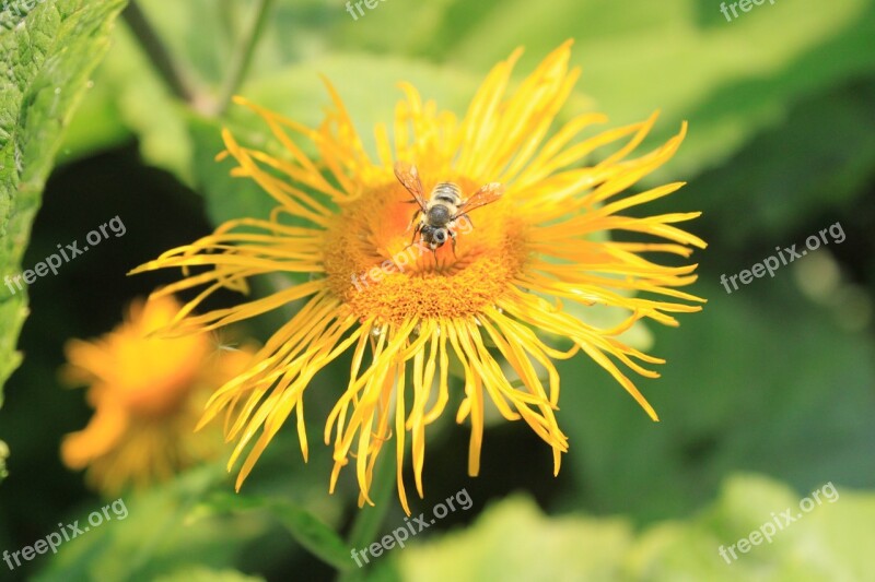 Telekia Flowers Asteraceae Yellow Orange