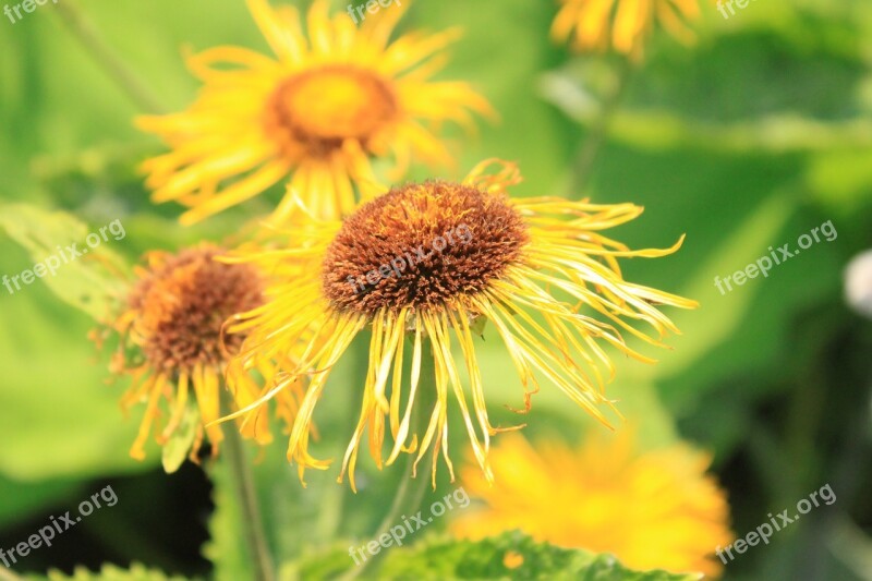 Telekia Flowers Asteraceae Yellow Orange