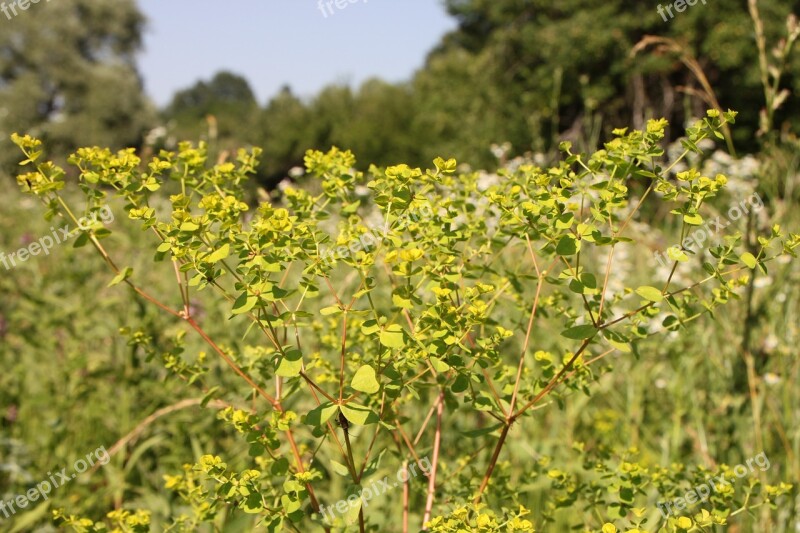 Cyparissias Cypress Euphorbia Milk Sap