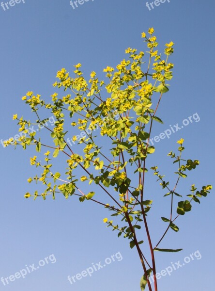 Cyparissias Cypress Euphorbia Milk Sap