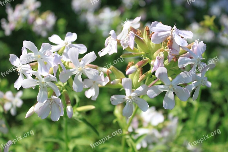 Common Flowers Officinalis Saponaria Soapwort