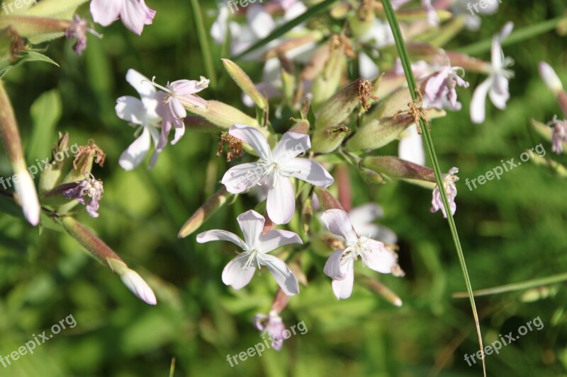 Common Flowers Officinalis Saponaria Soapwort