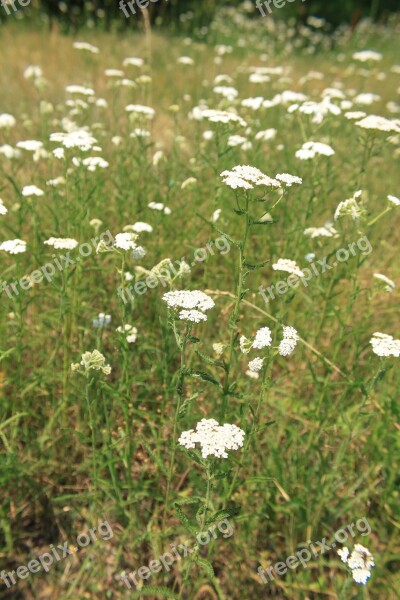 Achillea Flowers Green Herbs Millefolium