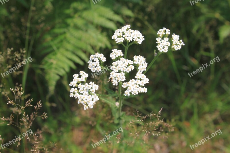 Achillea Flowers Green Herbs Millefolium