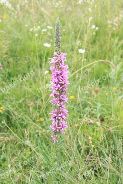 Flowers Herbs Loosestrife Lythraceae Lythrum