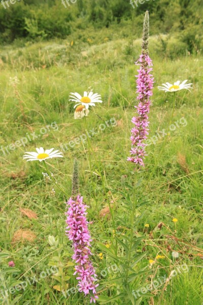 Flowers Herbs Loosestrife Lythraceae Lythrum