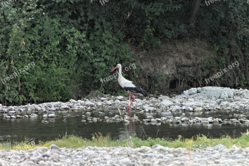 Bed River Stork Water White