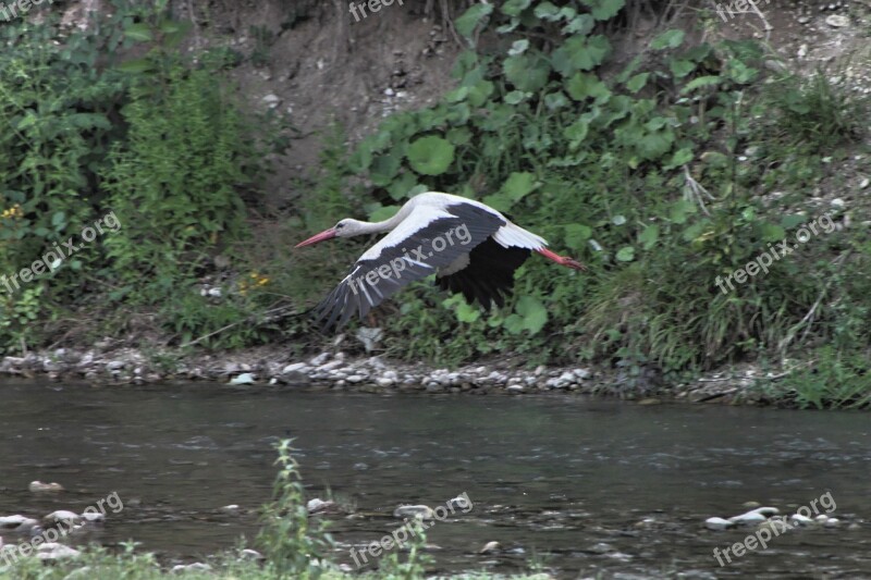 Bed River Stork Water White