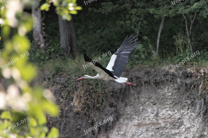 Bed River Stork Water White