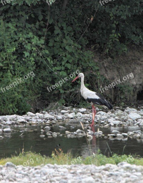 Bed River Stork Water White