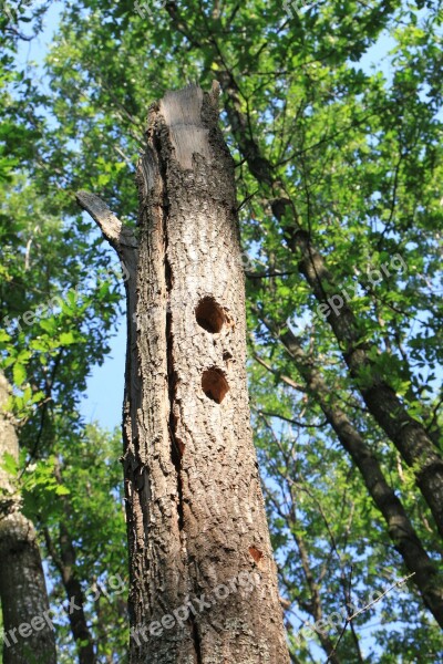 Forest Holes Oak Tree Woodpeckers