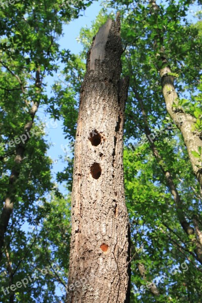 Forest Holes Oak Tree Woodpeckers