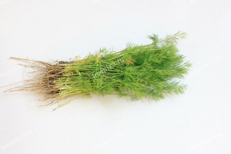 Branch Dill Flavor Fresh Green