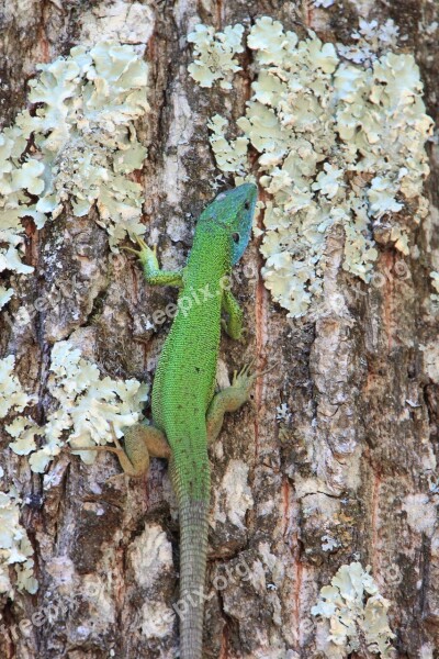 Climbing Forest Green Lacerta Lizard