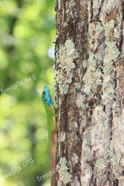 Climbing Forest Green Lacerta Lizard