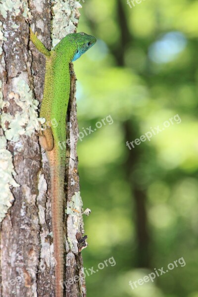 Climbing Forest Green Lacerta Lizard