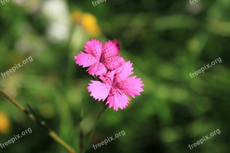 Carnation Caryophyllaceae Dianthus Flowers Pink