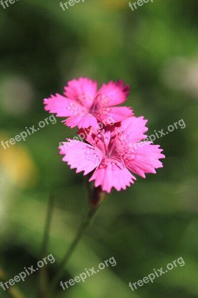 Carnation Caryophyllaceae Dianthus Flowers Pink